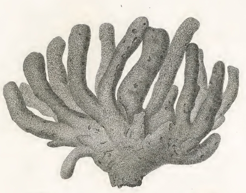 Spongia dactyloides Quoy & Gaimard, 1824 Spongia dactyloides Quoy & Gaimard, 1824