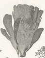 Spongia lamellifera Quoy & Gaimard, 1824