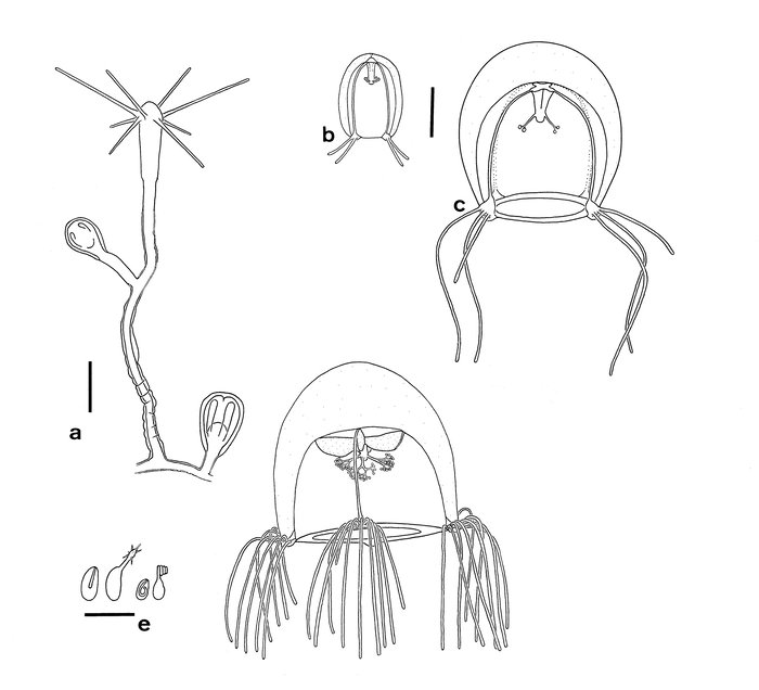 Bougainvillia vervoorti, polyp stage and early medusa developement Bougainvillia vervoorti, polyp stage and early medusa developement