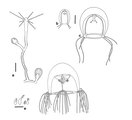 Bougainvillia vervoorti, polyp stage and early medusa developement, author: Schuchert, Peter