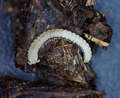 Buotus carolinus