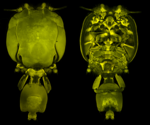 image 184086