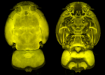 image 184090