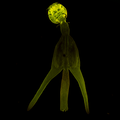Copepoda