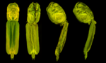 image 184096
