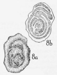 Calcitornella heathi Cushman & Waters, 1928