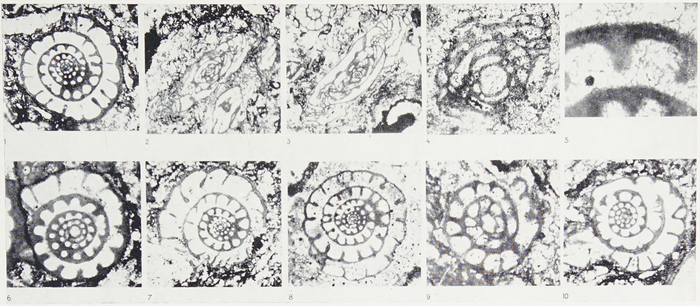 Fusulinella branoserae van Ginkel, 1957 Fusulinella branoserae van Ginkel, 1957