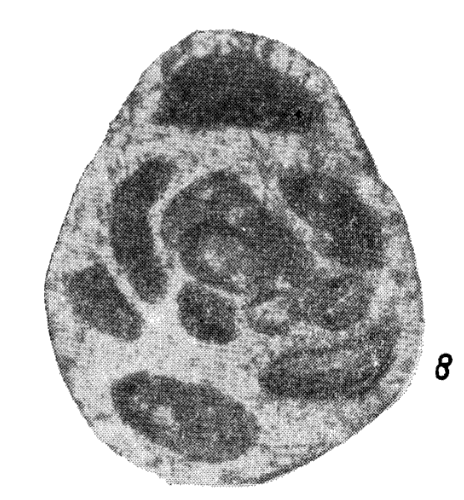 Orthovertella verchojanica Sosipatrova, 1970 Orthovertella verchojanica Sosipatrova, 1970