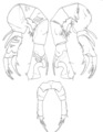 bispinosus P5, author: Walter, T. Chad