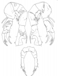 bispinosus P5