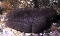 Cucumaria frondosa japonica