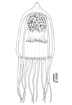 Pandea conica, after preserved medusa from off New Zealand