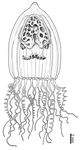 Pandea conica, after preserved medusa from the Mediterranean