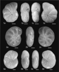 Elphidium balticum Knudsen, Schweizer & Seidenkrantz, 2025