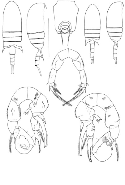 bowmani body bowmani body