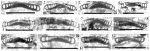 Monotaxinoides? melanogaster Yarahmadzahi & Vachard, 2019