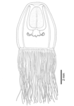 Oceania armata, mature medusa from off Cape Palliser, New Zealand