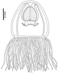 Oceania armata, medusa from Mediterranean