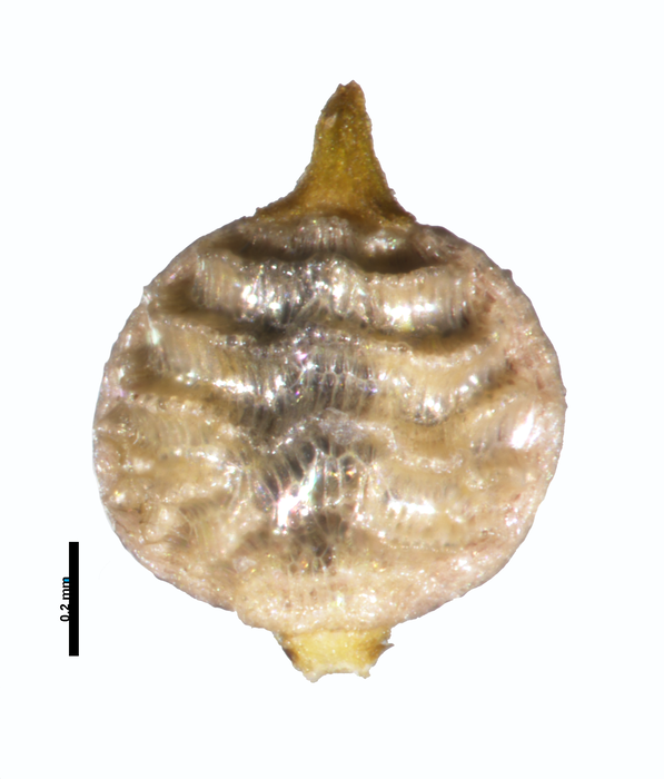 Nutlet of Rhynchospora junciformis Aymard 5023 (NY) 1 Nutlet of Rhynchospora junciformis Aymard 5023 (NY) 1