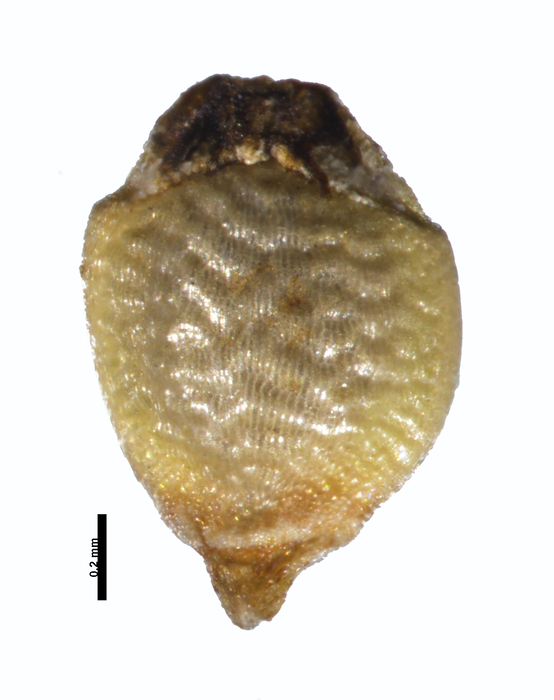 Nutlet of Rhynchospora nanuzae W. W. Thomas 11129 (NY00095247) Brazil 1 Nutlet of Rhynchospora nanuzae W. W. Thomas 11129 (NY00095247) Brazil 1