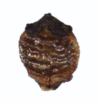 Cyperaceae