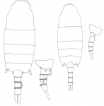 burckhardti body