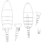 caritus body