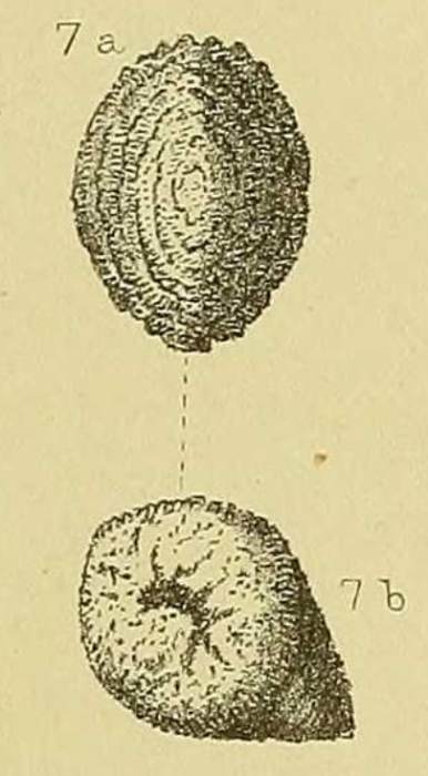 Valvulina cuneiformis Chapman, 1900 Valvulina cuneiformis Chapman, 1900