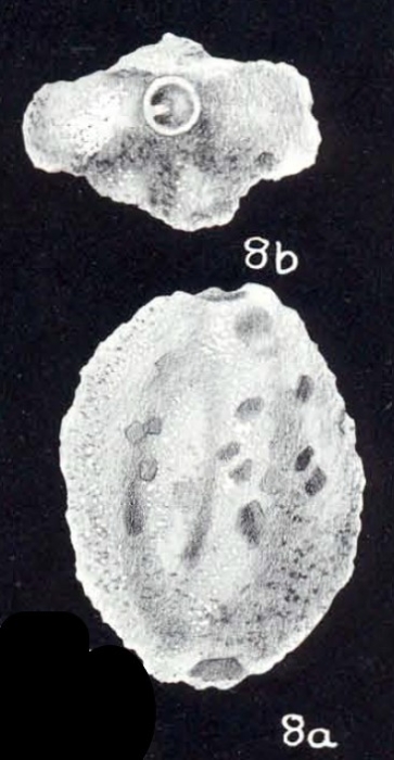 Quinqueloculina incrustata McCulloch, 1981 Quinqueloculina incrustata McCulloch, 1981