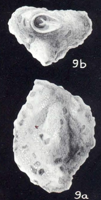 Quinqueloculina impolita McCulloch, 1981 Quinqueloculina impolita McCulloch, 1981