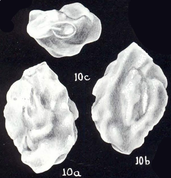 Quinqueloculina hortensae McCulloch, 1981 Quinqueloculina hortensae McCulloch, 1981