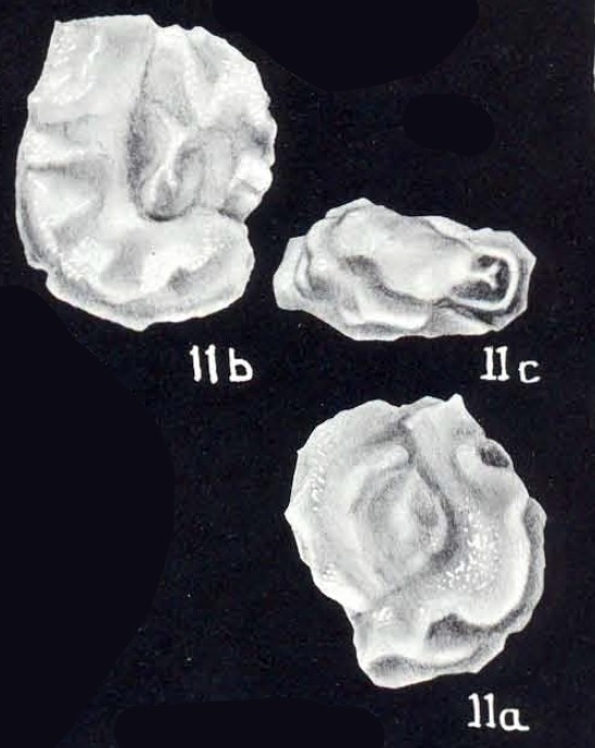 Triloculina (?) undosiformis McCulloch, 1981 Triloculina (?) undosiformis McCulloch, 1981