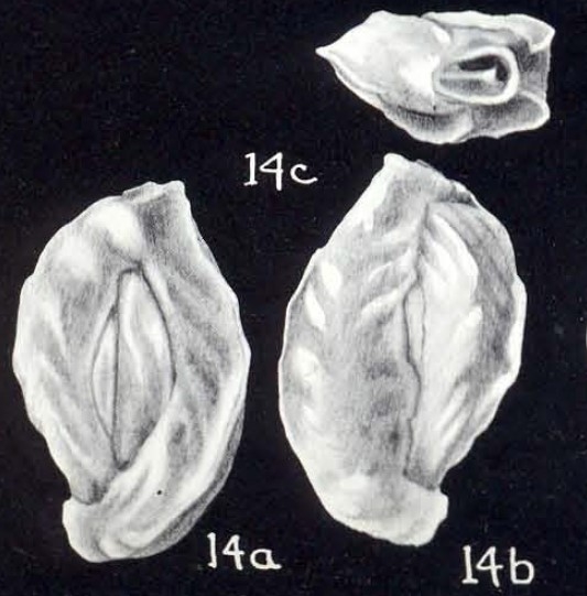 Quinqueloculina gualtieriformis McCulloch, 1981 Quinqueloculina gualtieriformis McCulloch, 1981