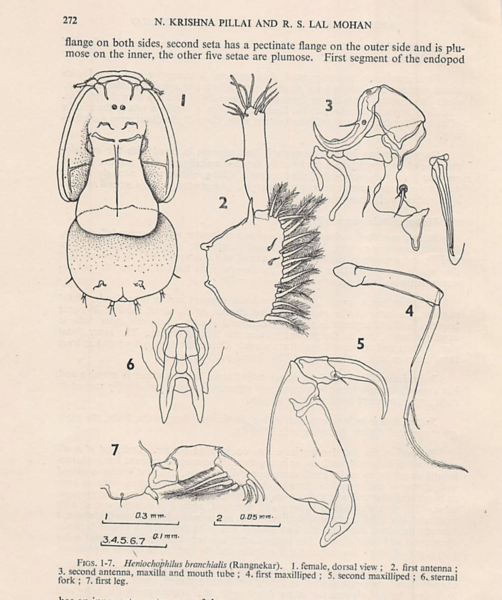 Heniochophilus branchialis