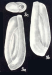 Quinqueloculina (?) obstipa McCulloch, 1981, author: Consorti, Lorenzo