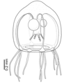 Rathkea formosissima