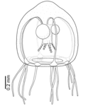 Rathkea formosissima