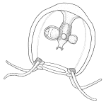 Podocorynoides minima, medusa