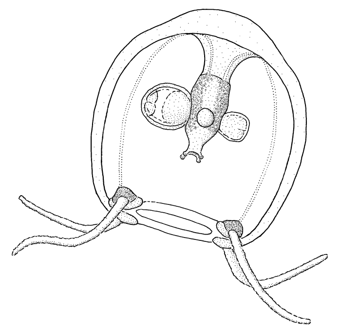 Podocorynoides minima, medusa Podocorynoides minima, medusa