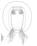 Bougainvillia platygaster, medusa, after preserved material from Nerw Zealand