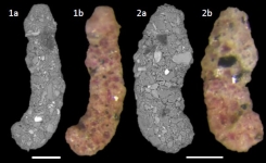 Ammobaculites balkwilli Haynes, 1973, author: Consorti, Lorenzo