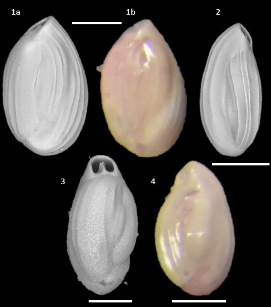 Quinqueloculina jugosa Cushman, 1944 Quinqueloculina jugosa Cushman, 1944