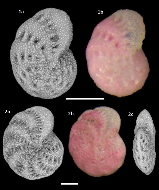 Elphidium margaritaceum Cushman, 1930 Elphidium margaritaceum Cushman, 1930