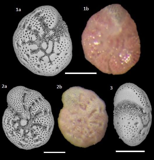 Elphidium oceanense (d Orbigny in Fornasini, 1904) Elphidium oceanense (d Orbigny in Fornasini, 1904)