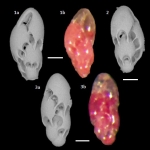 Virgulinella fragilis Grindell and Collen, 1976, author: Consorti, Lorenzo
