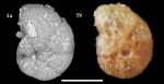 Cribrostomoides jeffreysii (Williamson, 1858)