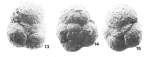 Portatrochammina murrayi Brönnimann & Zaninetti, 1984