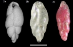 Stainforthia fusiformis (Williamson, 1858)