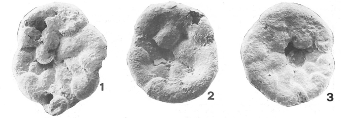 Tiphotrocha cunicula Brönnimann & Zaninetti, 1984 Tiphotrocha cunicula Brönnimann & Zaninetti, 1984
