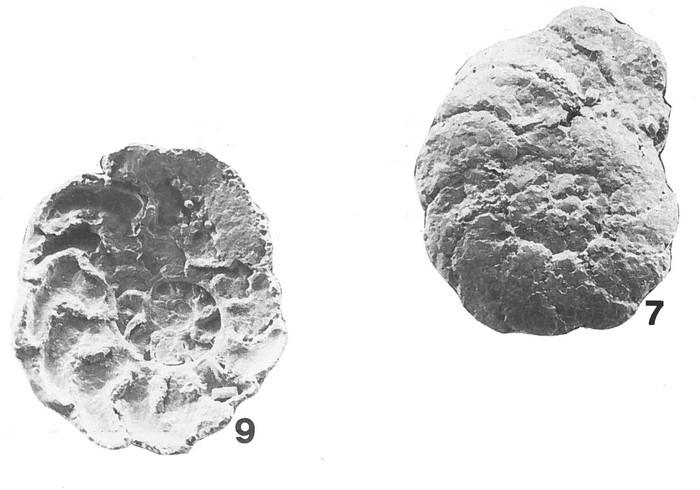 Rotaliammina fidicularis Brönnimann & Zaninetti, 1984 Rotaliammina fidicularis Brönnimann & Zaninetti, 1984